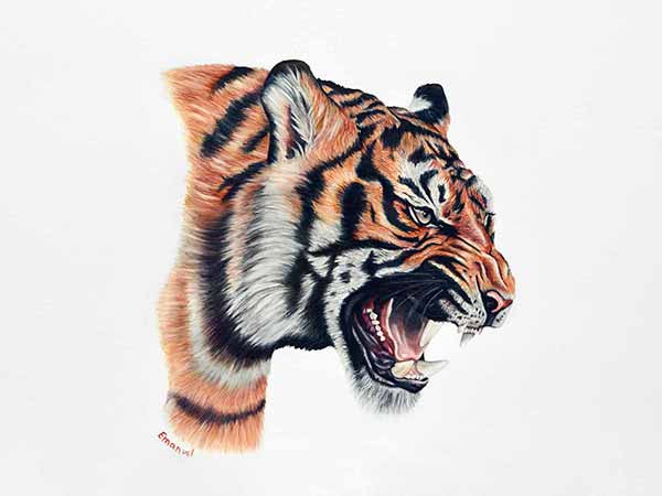 Realistic tiger drawing... - Drawing Animals - How To Draw | Facebook